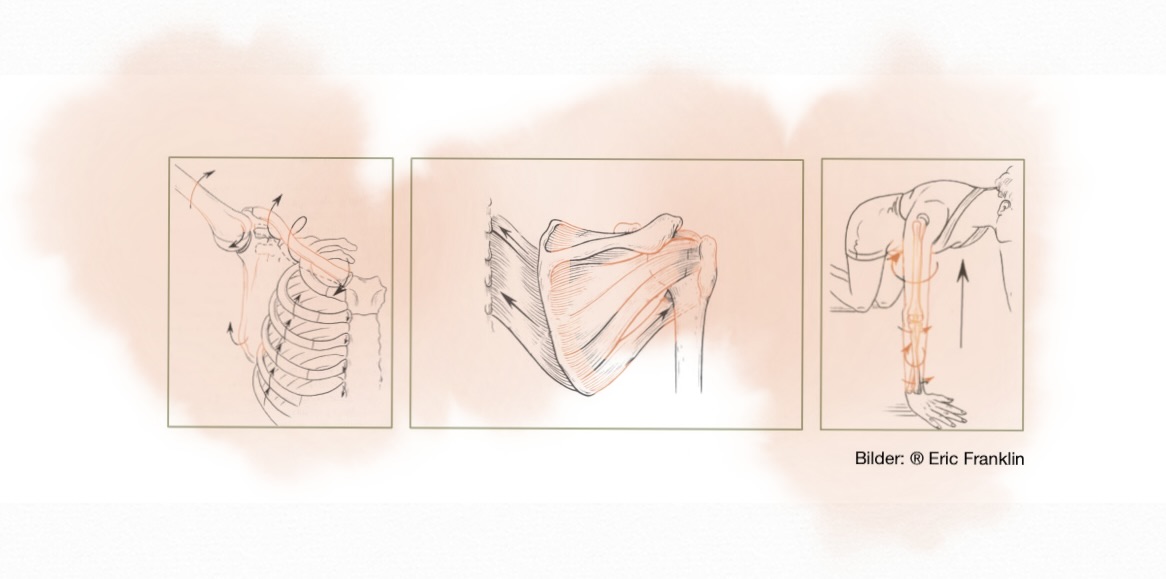 three drawings that show shoulder girdle copyright by EricFranklin